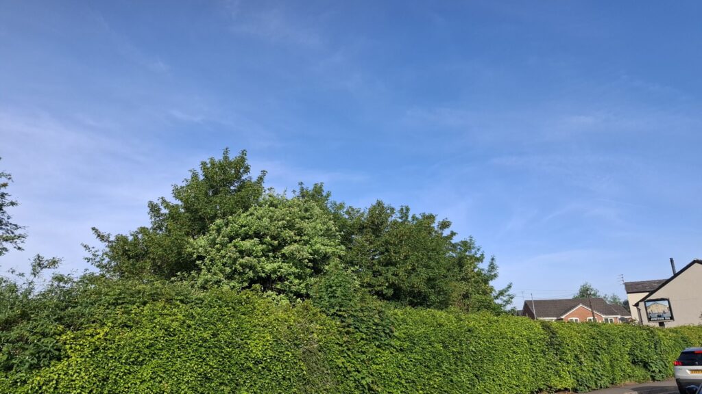 A solid wall of green bushes, with trees behind, and houses in the background on the right, under vivid blue sky with occasional wisps of white cloud.