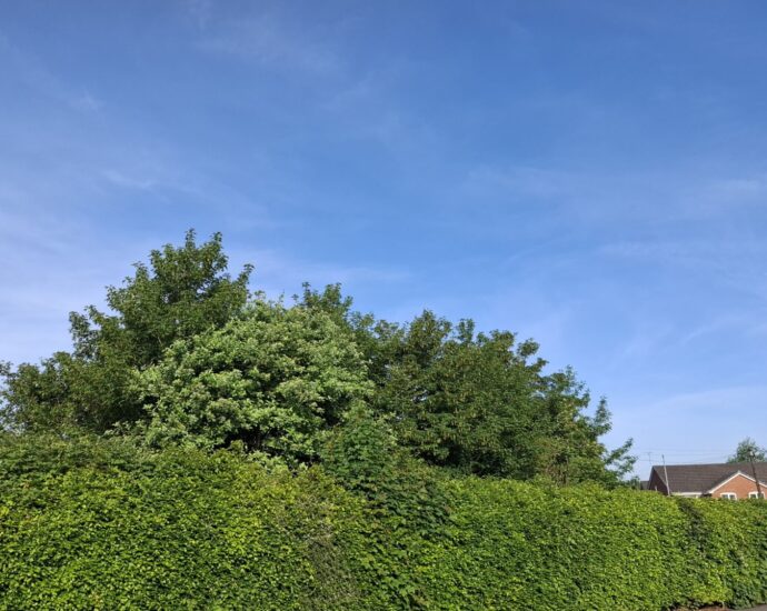 A solid wall of green bushes, with trees behind, and houses in the background on the right, under vivid blue sky with occasional wisps of white cloud.